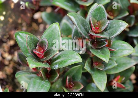 View of tiny goldfish plant seedlings potted in soil. Stock Photo