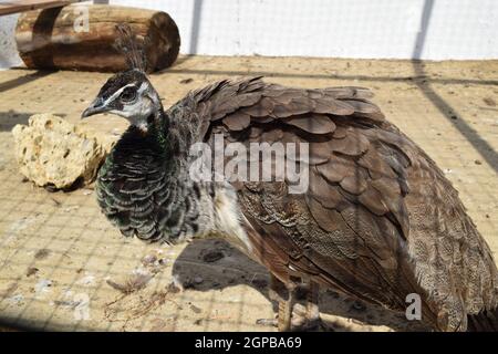 Male of a peacock in the open-air cage. The contents in bondage of wild decorative birds. Stock Photo