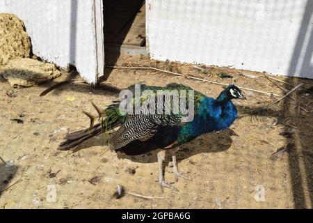 Male of a peacock in the open-air cage. The contents in bondage of wild decorative birds. Stock Photo