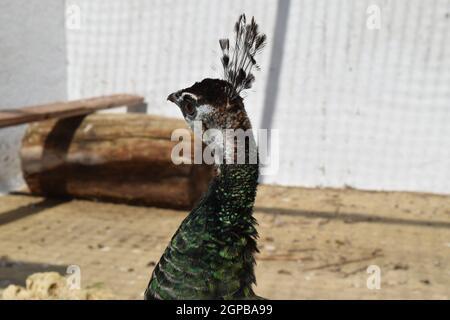 Male of a peacock in the open-air cage. The contents in bondage of wild decorative birds. Stock Photo