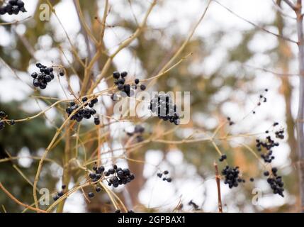 Berries of chokeberry aronia on branches in winter Stock Photo