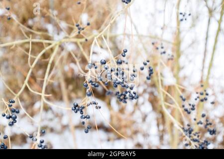 Berries of chokeberry aronia on branches in winter Stock Photo
