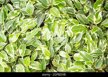 Weeping fig, benjamin fig, ficus tree leaves close up texture background. Variegated ficus benjamina starlight tree leaves Stock Photo