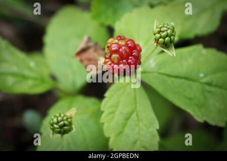 Tiny dwarf wild raspberries grow on the forest floor Stock Photo - Alamy