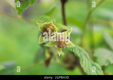 Wild immature green raspberry fruit forming on plants Stock Photo - Alamy