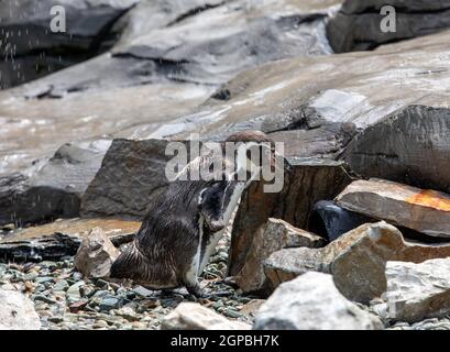 The Humboldt Penguin, Spheniscus humboldti also termed Peruvian penguin Stock Photo