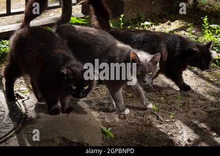 Three stray shorthair cats, two black and one gray, on the street in the summer in the sunlight, move synchronously Stock Photo