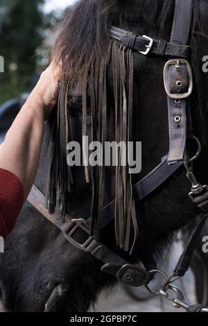 Leather fly browband with leather fringes on the head of a black Friesian horse, intended to scare away the flies. Focus on the fringes Stock Photo