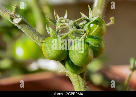 Fresh  unripe  organic tomatoes (Solanum lycopersicum)  growing in garden Stock Photo