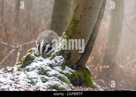 Front view of the European Badger looking for food hiding behind a tree in the forest under snowfall Stock Photo