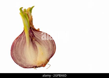 macro photography of sliced onion isolated on white background Stock Photo