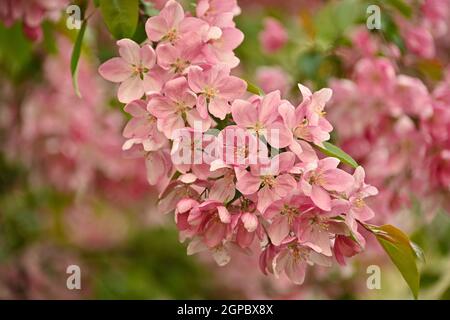 Close up pink Asian wild crabapple tree blossom with leaves over green background with copy space, low angle view Stock Photo