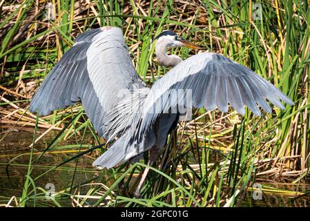 Great blue heron (Ardea herodias) spreading its wings along the shoreline of Lake Apopka at Newton Park in Winter Garden, Florida. (USA) Stock Photo