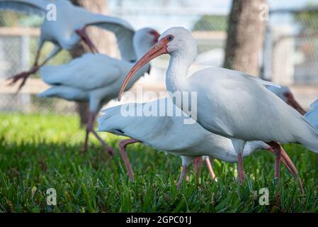 American white ibises (Eudocimus albus) at Newton Park on Lake Apopka in Winter Garden, Florida. (USA) Stock Photo