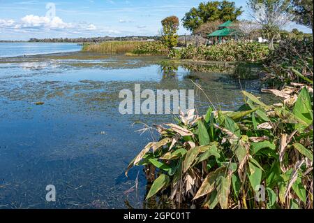 Florida FL Orlando Winter Park Downtown Park Ave Rocket Fizz bibite pop  caramelle negozio shopping retrò nostalgia bolla gomma unica strana sapori  rosso ve Foto stock - Alamy