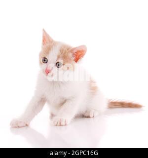 Little scared kitten sitting on a white background in the studio. Stock Photo