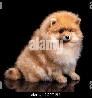 Portrait of a sitting Pomeranian Spitz on black background. A little fluffy puppy looks away. Studio shooting. Stock Photo