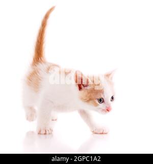 Concerned kitten with raised red tail isolated on a white background. Stock Photo