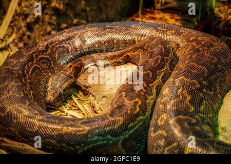 Burmese Pythons about 10-16 feet in length Stock Photo
