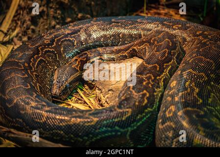 Burmese Pythons about 10-16 feet in length Stock Photo