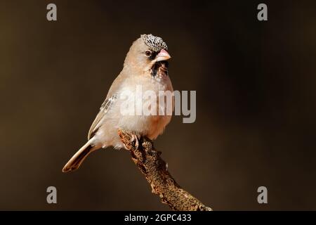 A small scaly-feathered weaver (Sporopipes squamifrons) perched on a branch, South Africa Stock Photo
