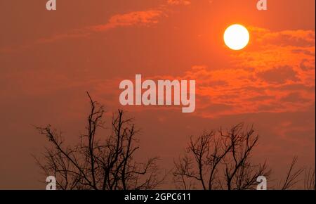 Silhouette leafless tree and round sun on sunset sky. Dead tree on red sunset sky background. Peaceful, tranquil, and death abstract background. Natur Stock Photo