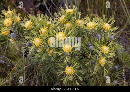 Australian native Broad-leaf Drumstick plant in flower Stock Photo