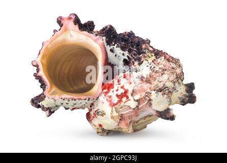 Colorful sea shell isolated on a white background Stock Photo