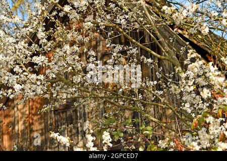wild mirabelle blossom in springtime in front of an old barn Stock Photo