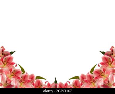 Floral frame of lily flower over white Stock Photo
