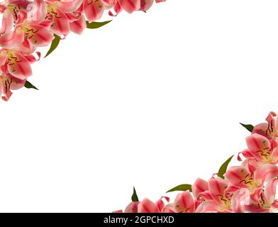 Floral frame of lily flower over white Stock Photo