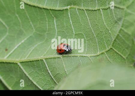 A ladybug crawling on the underside of a veined leaf. Stock Photo