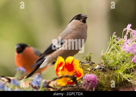 close up of  female bullfinch standing with barbed wire, moss and flowers