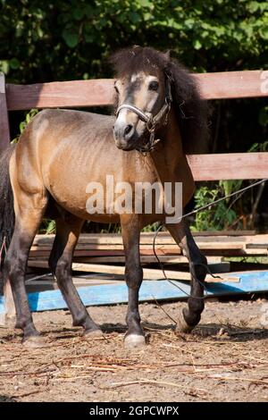 Hilarious brown pony walks around the paddock in summer on a sunny day amid a fence on the ground Stock Photo