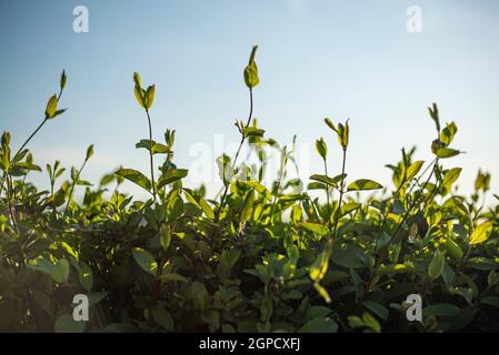 Detail of Leaves exposed at sun in spring time Stock Photo