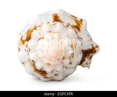 Front view of shell isolated on a white background Stock Photo