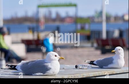 Two common gulls sitting and staring each other with a small bottle of booze between them Stock Photo