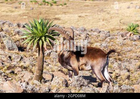 Very rare Walia ibex, Capra walia, one of the rarest ibex in world. Only about 500 individuals survived in Simien Mountains National park in Northern Stock Photo