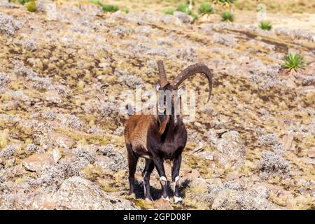 Very rare Walia ibex, Capra walia, one of the rarest ibex in world. Only about 500 individuals survived in Simien Mountains National park in Northern Stock Photo