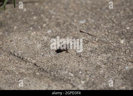 Tiny, young brown Strecker's Chorus Frog (Pseudacris streckeri) on a cement sidewalk Stock Photo