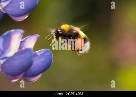 Bumblebee flying towards a purple flower Stock Photo