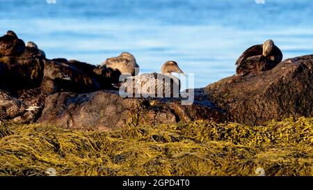 A flock of Common Eiders (Somateria mollissima) as they sun in the late afternoon summer light. Stock Photo