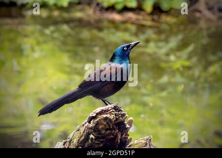 A Common Grackle (Quisalus Quiscula) perches on a fallen tree. Stock Photo