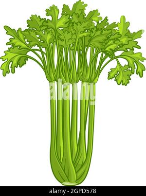 Celery Vegetable Cartoon Illustration Stock Vector