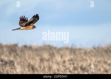 A Red-Tailed Hawk (Buteo jamaicensis) flies over a coastal Massachusett's sand dune. Stock Photo