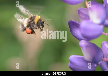 bumblebee  flying towards an purple lupine Stock Photo