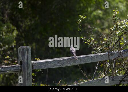 Northern mockingbird (Mimus poslyglotto) perched on a fence Stock Photo