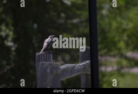 Northern mockingbird (Mimus poslyglotto) perched on a fence post Stock Photo