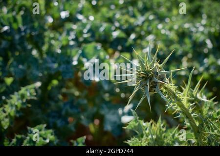Carthamus. Wild thistle in the foreground. Flower Stock Photo