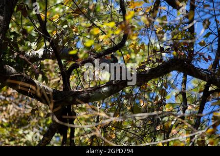 Juvenile yellow-bellied sapsucker (Sphyrapicus varius) on a branch Stock Photo